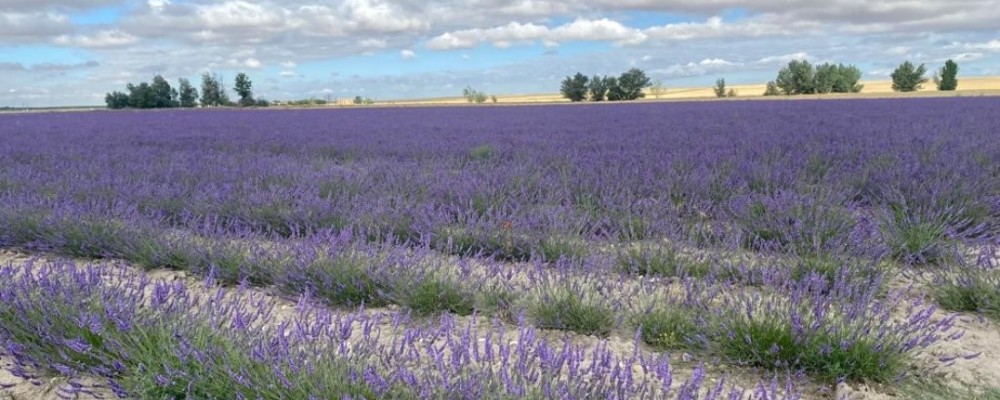 El LIFE IP Duero invita a agricultores a conocer el cultivo de la lavanda en Castellanos de Zapardiel