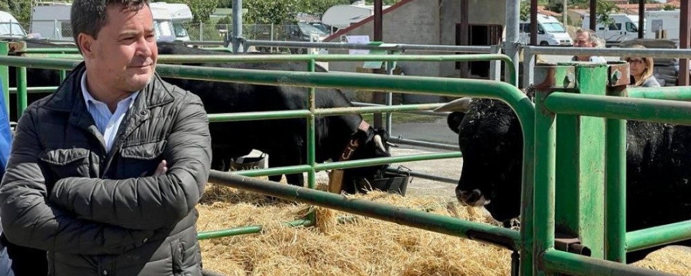 La Diputación participa con cuatro reses en el XLVII Concurso-Subasta nacional de Raza Avileña-Negra Ibérica