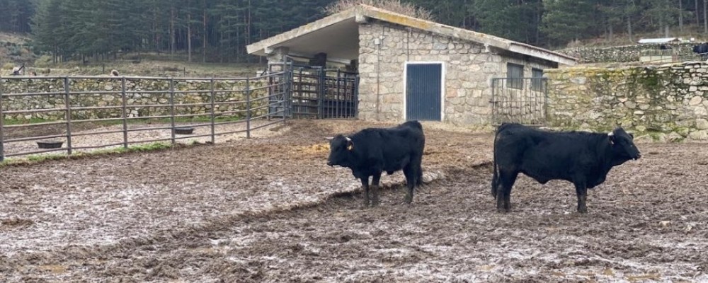 La Diputación realizará su subasta de ganado selecto el 7 de octubre en la Finca el Colmenar