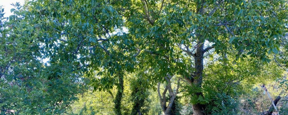 La prevención y extinción de incendios, junto con la regeneración de bosques, a examen en Pedro Bernardo