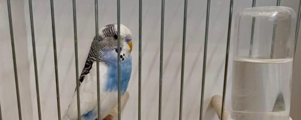El Concurso Ornitológico de FEORCALE atrae en Arévalo a 1.350 pájaros de toda Castilla y León