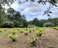Foto de La Diputación destina 25.000 euros a impulsar vinos abulenses no amparados por la DOP Cebreros