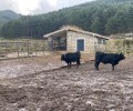 Foto de La Diputación realizará su subasta de ganado selecto el 7 de octubre en la Finca el Colmenar