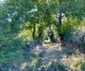 Foto de La prevención y extinción de incendios, junto con la regeneración de bosques, a examen en Pedro Bernardo
