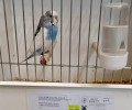 Foto de El Concurso Ornitológico de FEORCALE atrae en Arévalo a 1.350 pájaros de toda Castilla y León