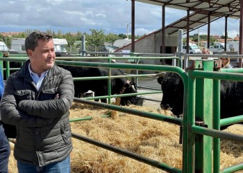La Diputación participa con cuatro reses en el XLVII Concurso-Subasta nacional de Raza Avileña-Negra Ibérica