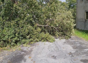 Las caídas de árboles sobre la calzada, principales incidencias viarias leves causadas por las lluvias (2º Fotografía)
