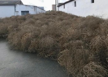 El viento causa diversas incidencias en la provincia, tanto en carreteras como en cascos urbanos (3º Fotografía)