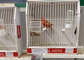 El Concurso Ornitológico de FEORCALE atrae en Arévalo a 1.350 pájaros de toda Castilla y León (3º Fotografía)