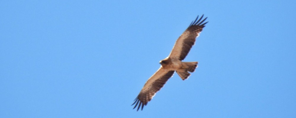 Abiertas las inscripciones para la X edición del curso ‘Conoce las aves de Ávila’