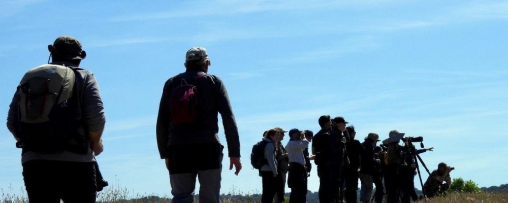 90 especies avistadas durante el curso ‘Conoce las aves de Ávila’, organizado por la Diputación