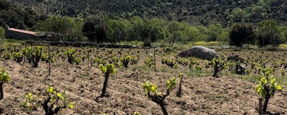 La Diputación destina 25.000 euros a impulsar la elaboración de vinos abulenses