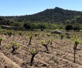 Foto de La Diputación destina 25.000 euros a impulsar la elaboración de vinos abulenses