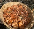 Foto de Comienza la expedición de permisos online de recolección para el Acotado Gredos
