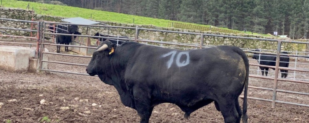 47 reses de raza Avileña Negra-Ibérica y Bociblanca, en la subasta de la Diputación que se celebra el 5 de abril
