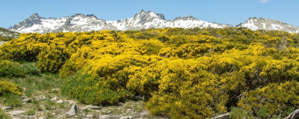 Dos mancomunidades se unen para celebrar el festival 'Gredos en Flor’ con el apoyo de la Diputación