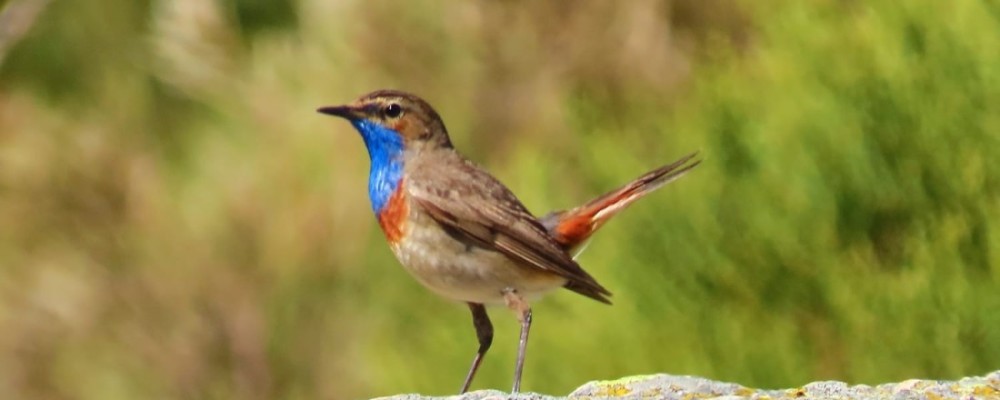Las aves del Tiétar y Gredos ponen el broche de oro al XI Curso de la Diputación ‘Conoce las aves de Ávila’
