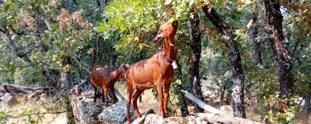 Las cabras guisandesas de la Diputación toman Madrid este fin de semana en la Fiesta de la Trashumancia