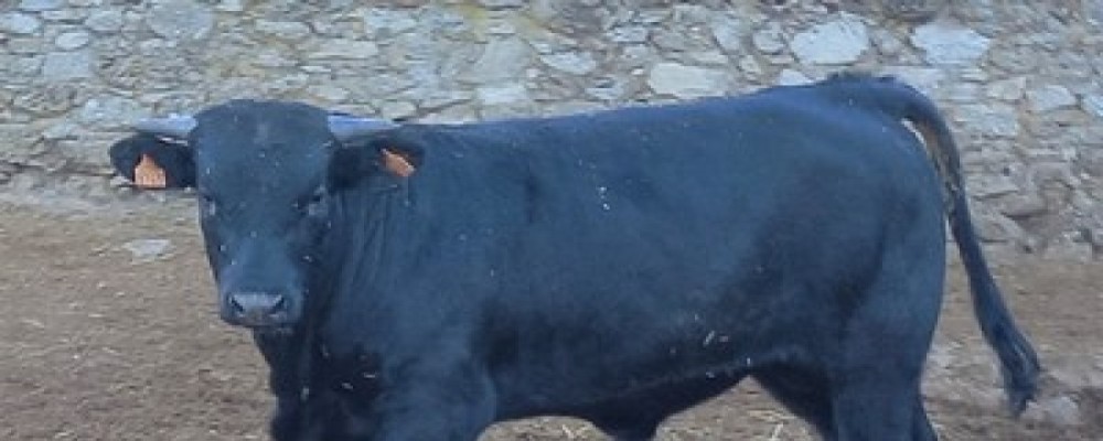 Once machos de la ganadería de la Diputación, en la subasta extraordinaria del próximo 12 de noviembre