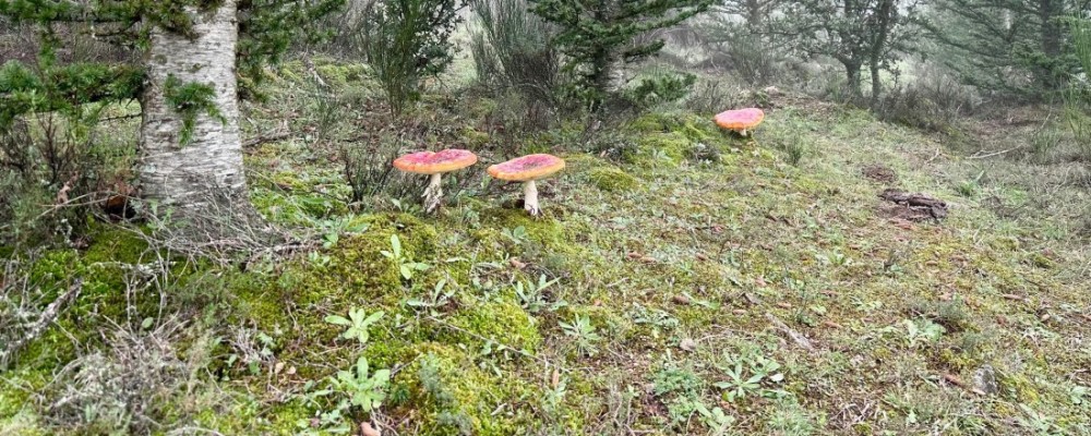 El curso ‘Conoce los hongos de Ávila’ celebra su XVI edición durante el mes de noviembre