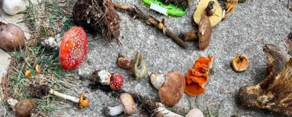 La campaña micológica “despunta” con 70 especies recolectadas en la primera mitad del Curso de la Diputación