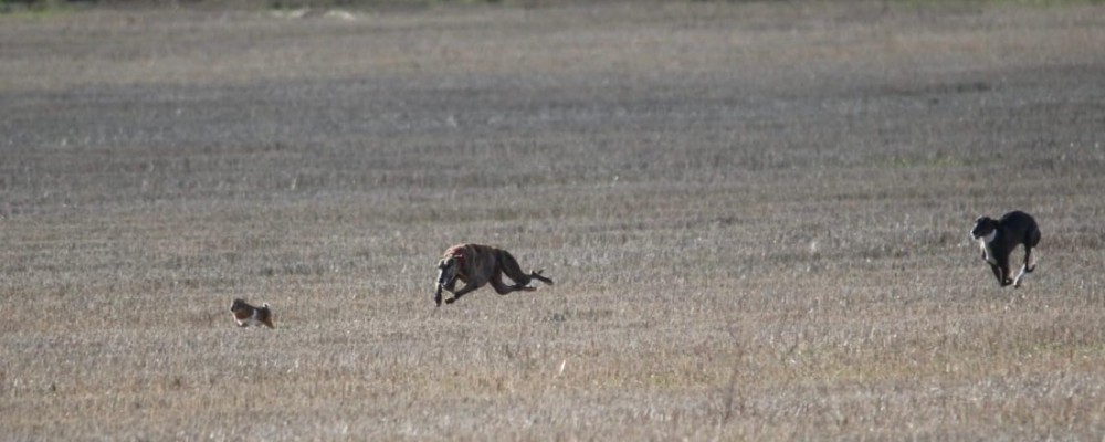 Espect&aacute;culo de primer nivel en los cuartos de final de la I Copa Diputaci&oacute;n de &Aacute;vila de Galgos en Campo