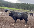 Foto de 47 reses de raza Avileña Negra-Ibérica y Bociblanca, en la subasta de la Diputación que se celebra el 5 de abril