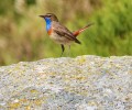 Foto de Las aves del Tiétar y Gredos ponen el broche de oro al XI Curso de la Diputación ‘Conoce las aves de Ávila’