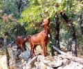 Foto de Las cabras guisandesas de la Diputación toman Madrid este fin de semana en la Fiesta de la Trashumancia