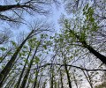 La Diputación organiza en abril cuatro jornadas para promover la prevención de incendios forestales