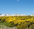 Dos mancomunidades se unen para celebrar el festival 'Gredos en Flor’ con el apoyo de la Diputación