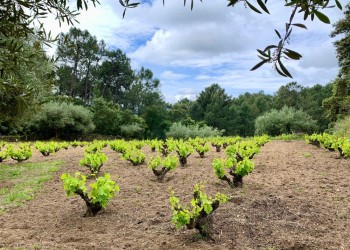 Convocada la subvención para impulsar la elaboración de vinos abulenses