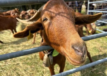 El rebaño de cabras guisandesas de la Diputación llega a 36 cabezas y realiza su primera trashumancia