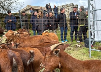 El rebaño de cabras guisandesas de la Diputación llega a 36 cabezas y realiza su primera trashumancia (2º Fotografía)
