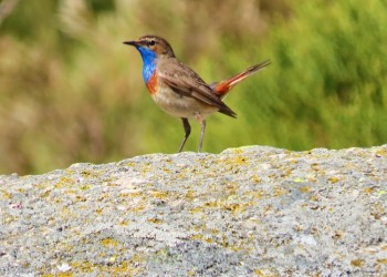 Las aves del Tiétar y Gredos ponen el broche de oro al XI Curso de la Diputación ‘Conoce las aves de Ávila’