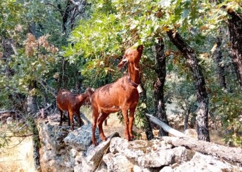 Las cabras guisandesas de la Diputación toman Madrid este fin de semana en la Fiesta de la Trashumancia