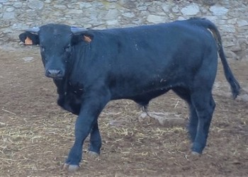 Once machos de la ganadería de la Diputación, en la subasta extraordinaria del próximo 12 de noviembre