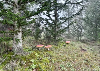 El curso ‘Conoce los hongos de Ávila’ celebra su XVI edición durante el mes de noviembre