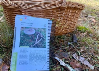 La campaña micológica “despunta” con 70 especies recolectadas en la primera mitad del Curso de la Diputación (3º Fotografía)