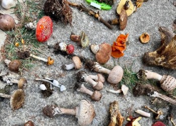 La campaña micológica “despunta” con 70 especies recolectadas en la primera mitad del Curso de la Diputación