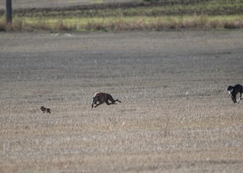 Espect&aacute;culo de primer nivel en los cuartos de final de la I Copa Diputaci&oacute;n de &Aacute;vila de Galgos en Campo