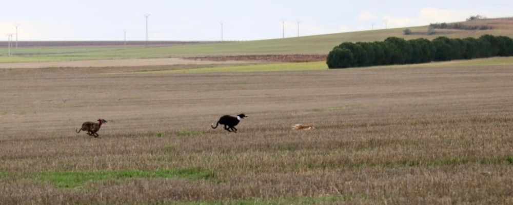 Una galga zamorana y otra de Aldeaseca disputar&aacute;n la gran final de la I Copa Diputaci&oacute;n de &Aacute;vila