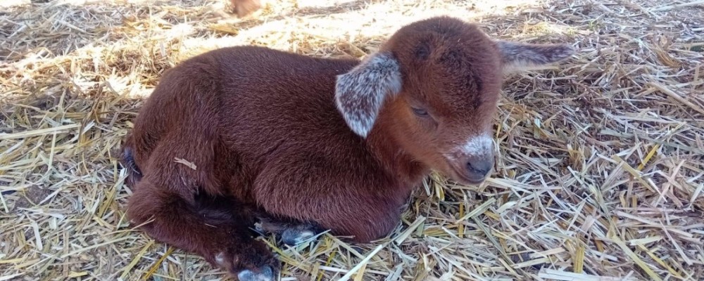 El reba&ntilde;o de cabras guisandesas de la Diputaci&oacute;n podr&iacute;a duplicarse esta primavera: en cinco d&iacute;as nacen seis cr&iacute;as