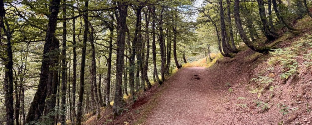 La Diputaci&oacute;n impulsa tres talleres de gesti&oacute;n forestal para promover la prevenci&oacute;n de incendios