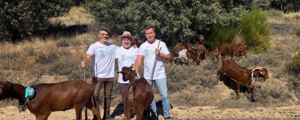 Las cabras guisandesas de la Diputaci&oacute;n trashuman hacia Madrid para difundir el valor del pastoreo