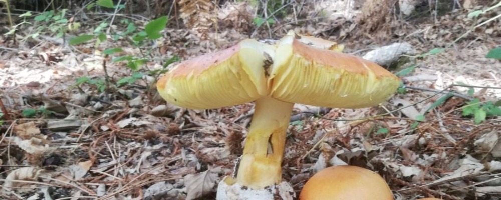 La Diputaci&oacute;n celebra el XXVII curso &lsquo;Conoce los hongos de &Aacute;vila&rsquo; con cuatro rutas por los ecosistemas de la provincia