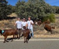 Foto de Las cabras guisandesas de la Diputación trashuman hacia Madrid para difundir el valor del pastoreo