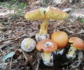 Foto de La Diputaci&oacute;n celebra el XXVII curso &lsquo;Conoce los hongos de &Aacute;vila&rsquo; con cuatro rutas por los ecosistemas de la provincia