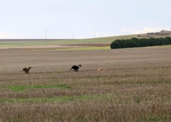 Una galga zamorana y otra de Aldeaseca disputar&aacute;n la gran final de la I Copa Diputaci&oacute;n de &Aacute;vila
