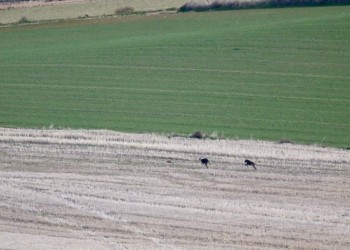 La galga zamorana Sombra de Cacheva se alza con la I Copa Diputaci&oacute;n en la final de Palacios de Goda (4&ordm; Fotograf&iacute;a)